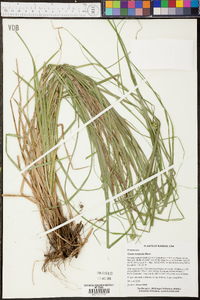 Carex normalis image