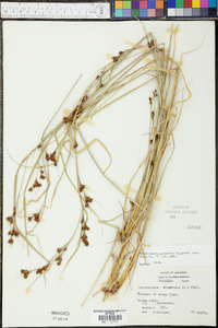 Rhynchospora glomerata image