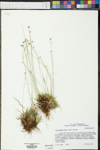 Lachnocaulon anceps image