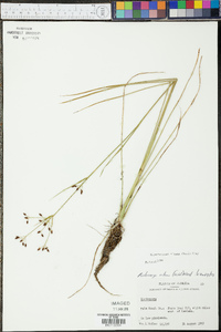 Rhynchospora nitens image