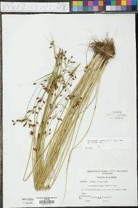 Psilocarya nitens image