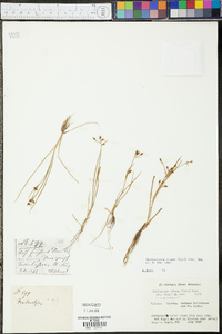 Rhynchospora nitens image