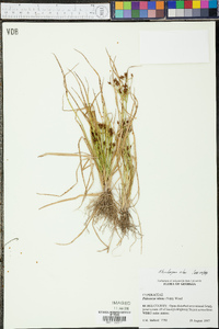 Rhynchospora nitens image