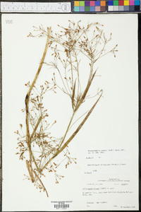 Rhynchospora nitens image