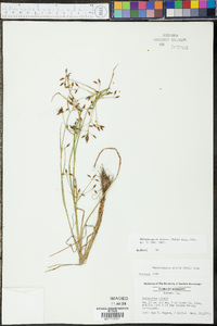 Rhynchospora nitens image