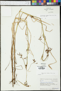 Rhynchospora nitens image