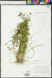 Rhynchospora nitens image