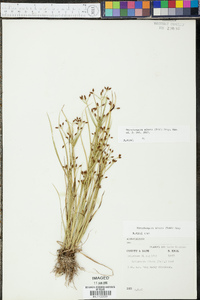 Rhynchospora nitens image