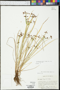 Rhynchospora nitens image