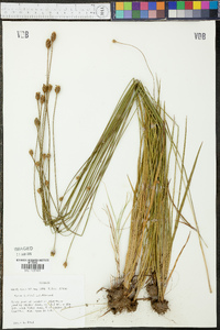 Xyris jupicai image