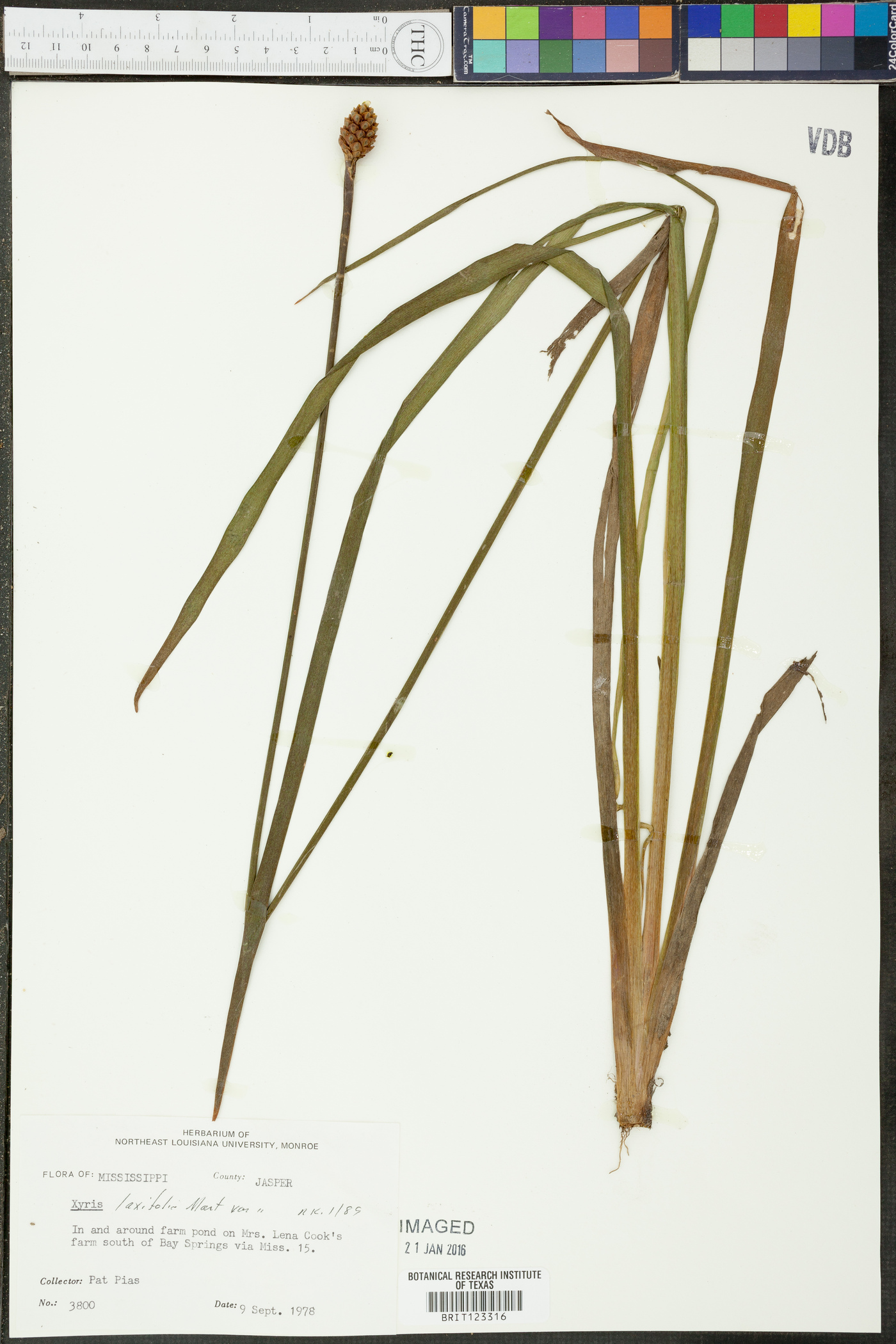 Xyris laxifolia var. laxifolia image