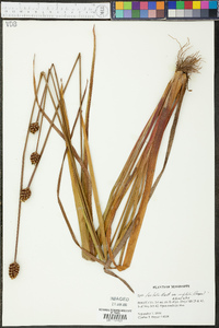 Xyris laxifolia image