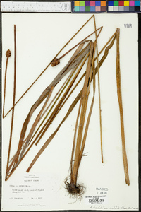 Xyris laxifolia var. iridifolia image
