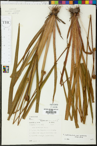 Xyris laxifolia var. iridifolia image