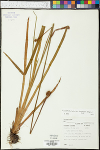 Xyris laxifolia image