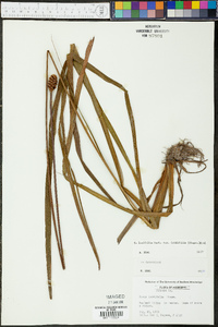 Xyris laxifolia image