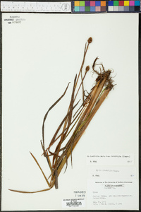 Xyris laxifolia image