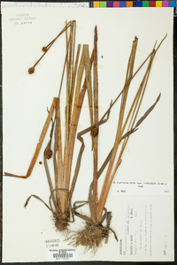 Xyris laxifolia image