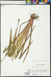 Xyris laxifolia image