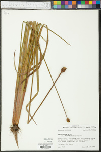 Xyris laxifolia image