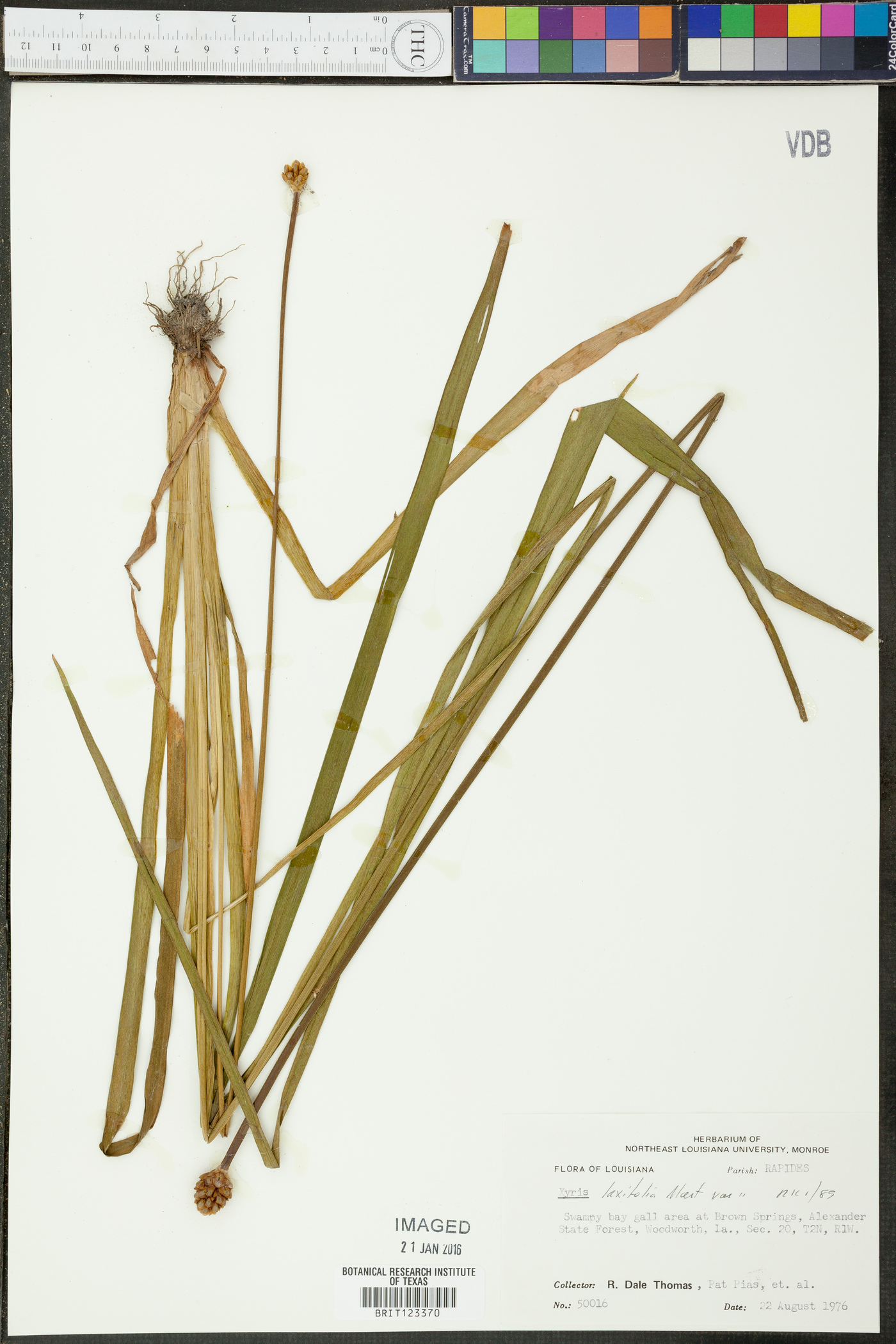 Xyris laxifolia var. laxifolia image