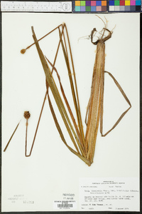 Xyris laxifolia image