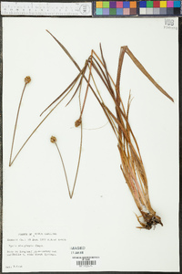 Xyris platylepis image