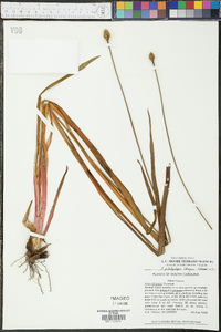 Xyris platylepis image