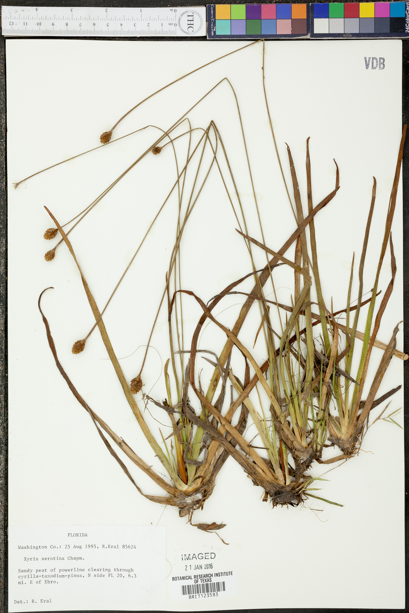 Xyris serotina image