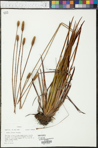 Xyris stricta image