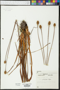 Xyris platylepis image