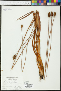 Xyris platylepis image