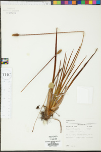 Xyris stricta image