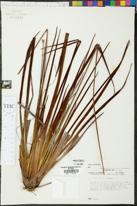 Xyris stricta image