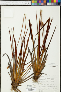 Xyris stricta image