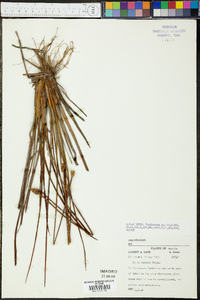 Xyris stricta image