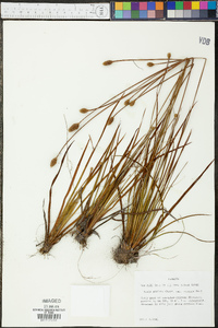 Xyris stricta var. obscura image