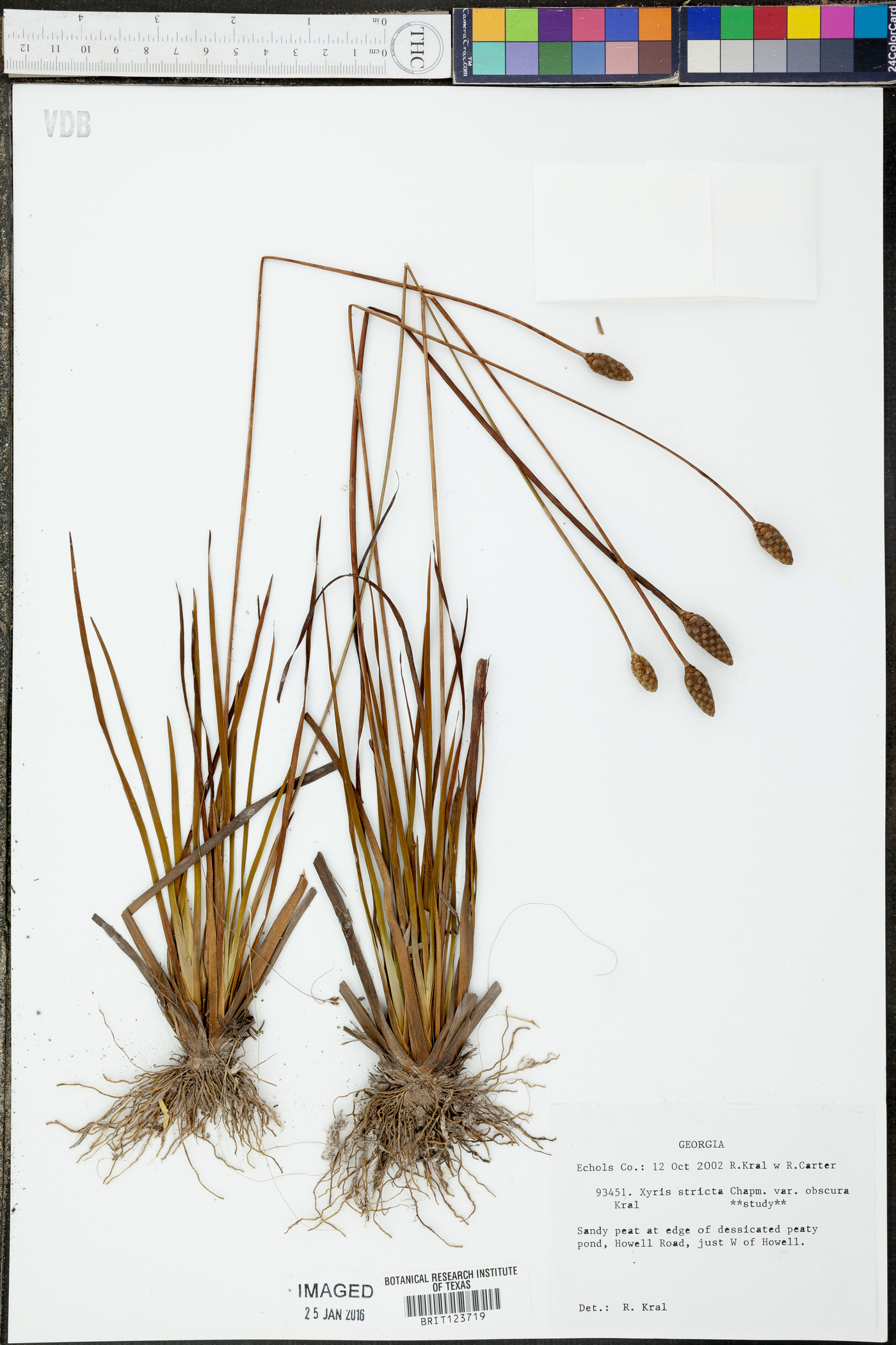 Xyris stricta var. obscura image