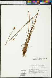 Xyris stricta image