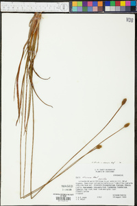 Xyris stricta var. obscura image