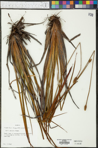 Xyris stricta image