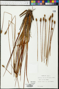 Xyris stricta image