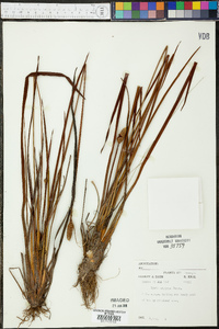 Xyris stricta image