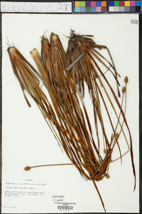 Xyris stricta image