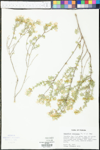 Conradina canescens image