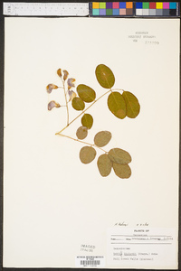 Robinia kelseyi image