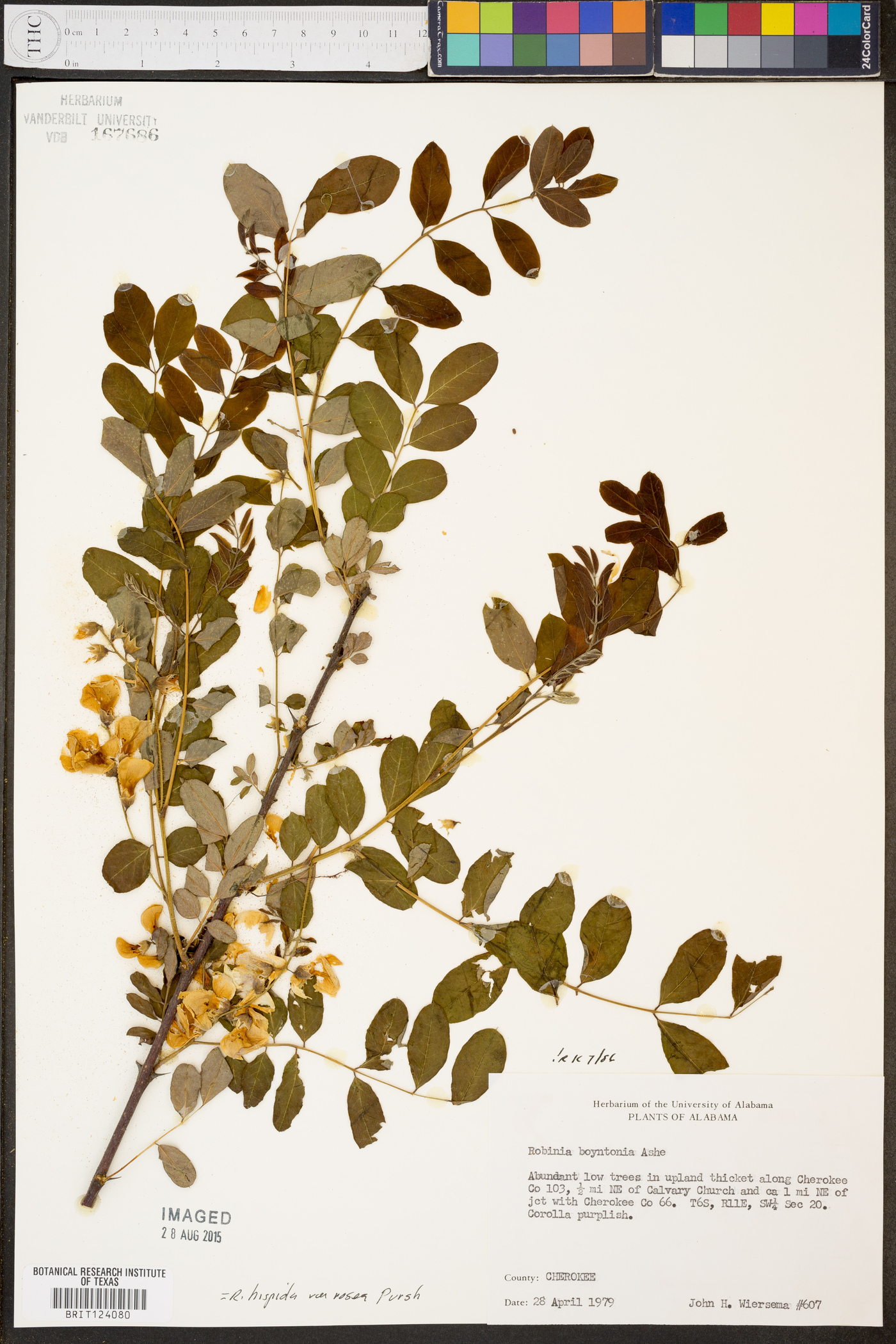 Robinia boyntonii image