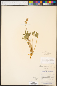 Psoralea subacaulis image