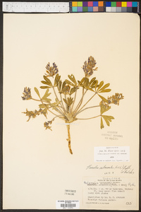 Psoralea subacaulis image