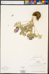 Psoralea subacaulis image